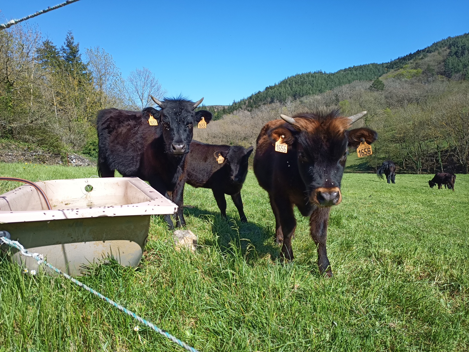 animaux vaches vacances en famille camping a la ferme