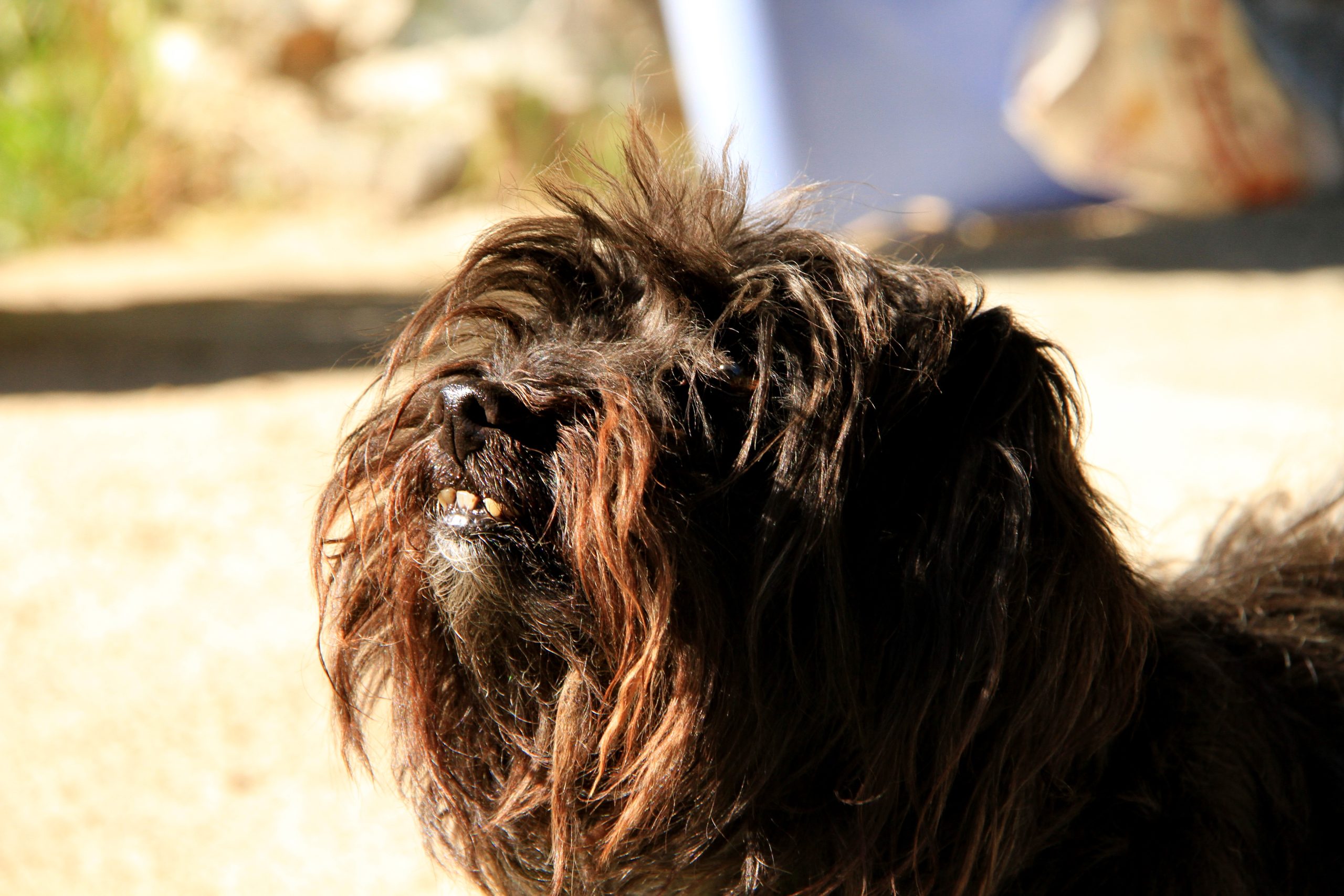 chien camping à la ferme saint pons de thomieres