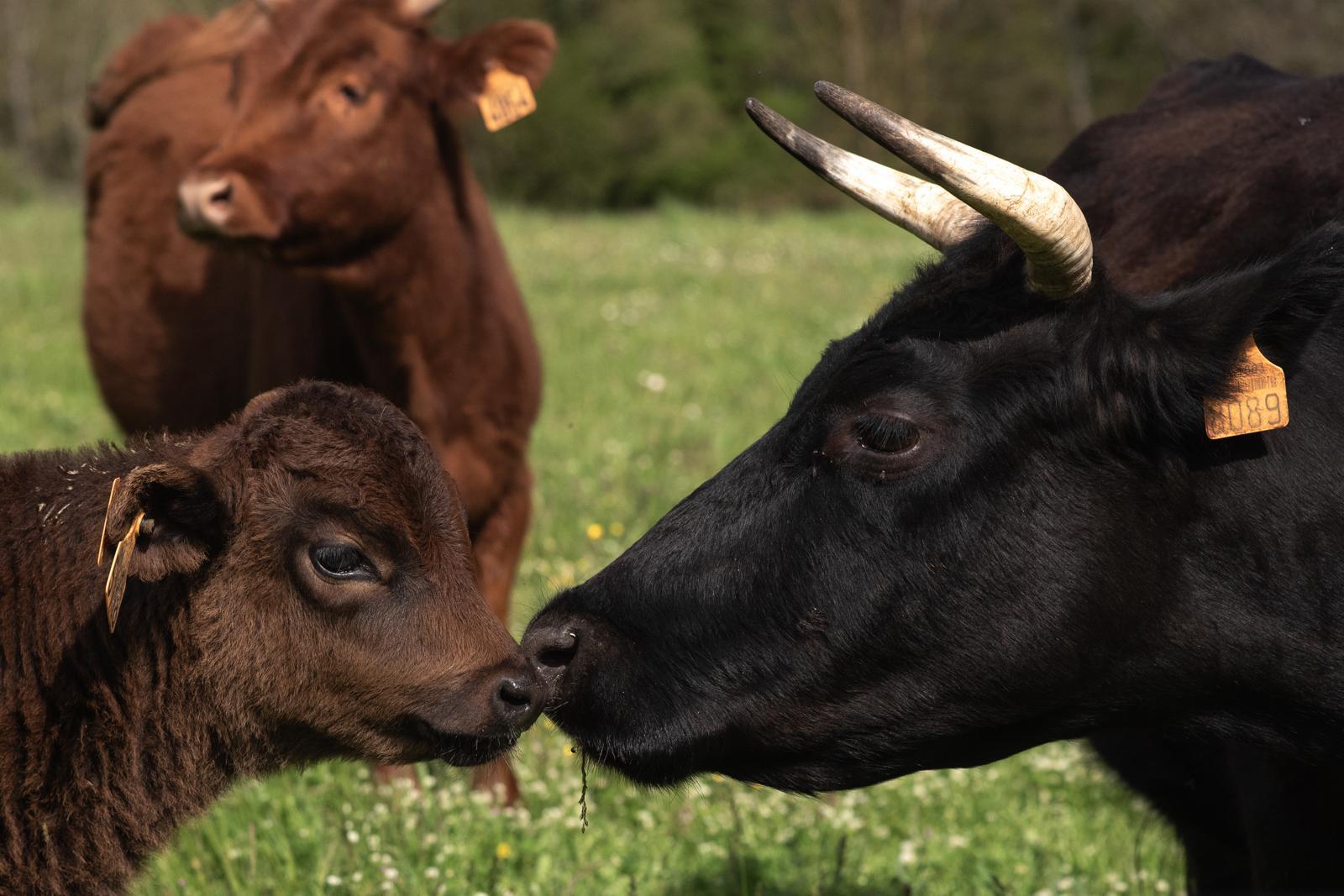animaux vaches ferme les therondels